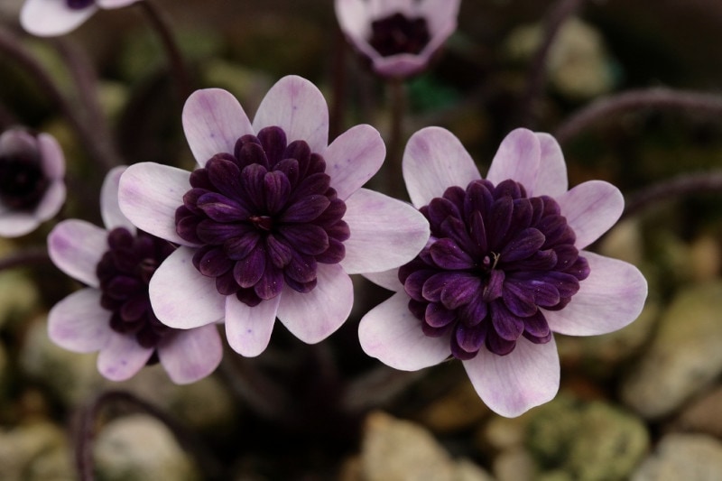 �����ַ迴�ʤ��ä���ˡס���Һ��