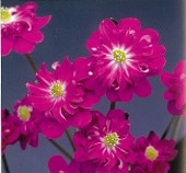 �����֤�ޤ��ס����Һ��