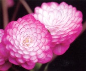 �����ְ¼��ʤ��󤸤�ˡס���ź��