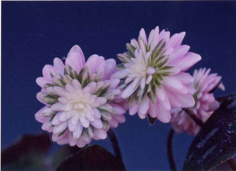 �����ֺ������ʤ�����礯����ˡס���ź��