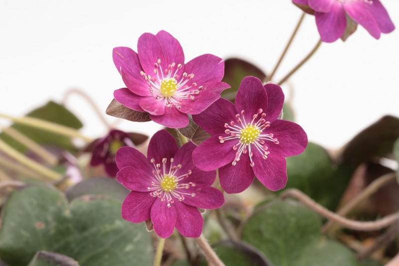 �����ֹȤ����ޡʤ٤ˤ����ޡˡס�ɸ��֡�