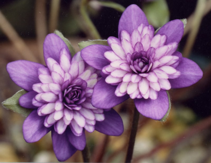 �����ֻ缰���ʤ�餵�������֡ˡס���ź��