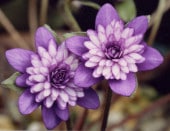 �����ֻ缰���ʤ�餵�������֡ˡס���ź��