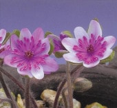 ������ŷ��ʤƤ󤰡ˡס����ʺ��