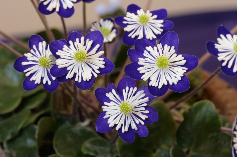 �����ַ���η֡ʤĤ���Τۤ���ˡס����ʺ��