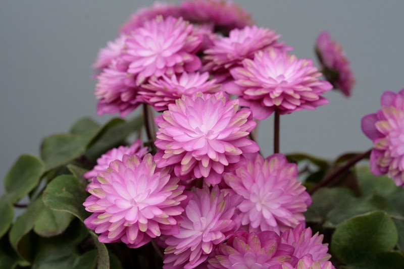 ����������ʤȤ�����ˡס���ź��