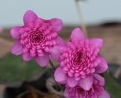 �����ֹȤ������ʤ٤ˤ������ˡס���ź��