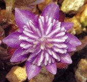 �����ֿ����ܡʤϤꤻ��ܤ�ˡס���ź��