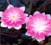 �����ֹ�ɱ��Τ�ʤ����Ҥ�Τ��ȡˡס���ź��