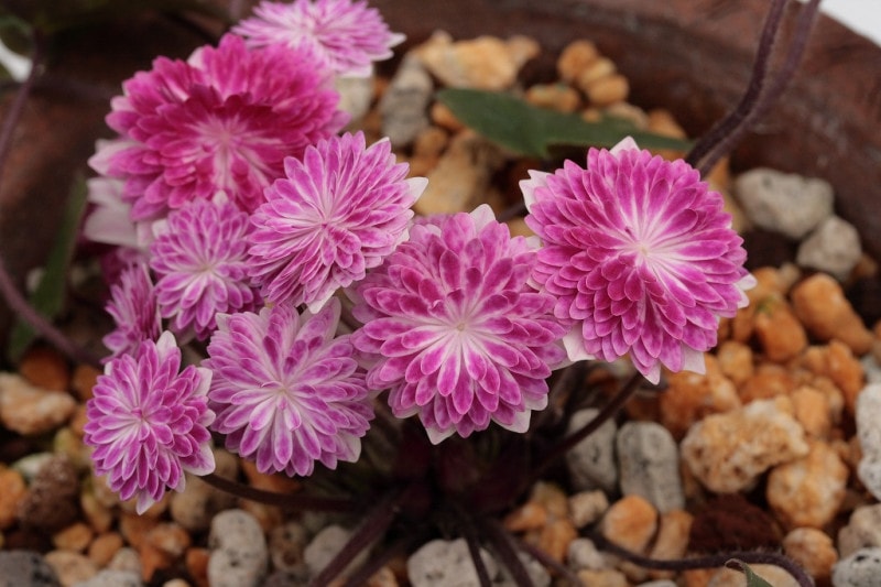 �����ֲֿ��̡��ʤ����󤵤������ˡס���ź��