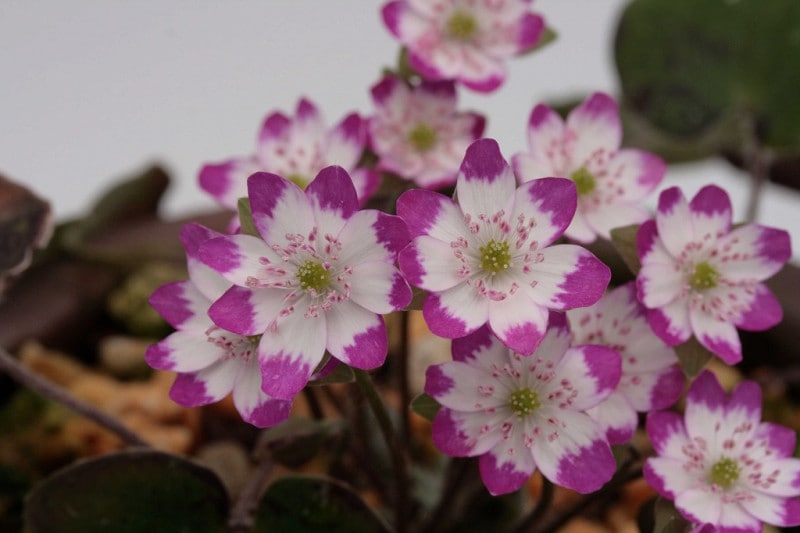 �����ֻ������ʤ��ߤդ�����ˡס�ɸ��֡�