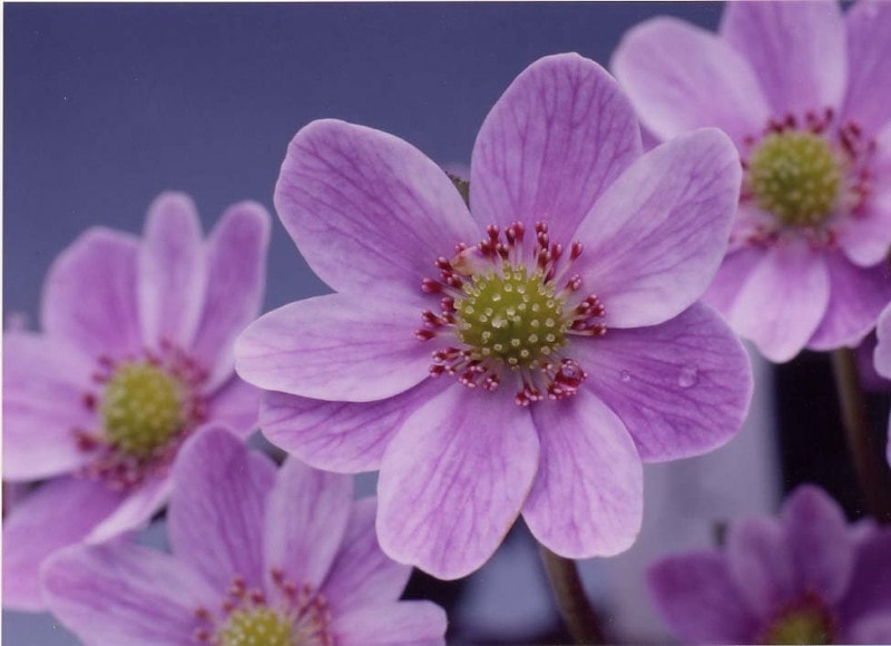 ������ŷ�¡ʤƤ󤷡ˡס�ɸ��֡�