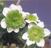 �����ַ�ͺ�ʤ���椦�ˡסʻ��ʺ��