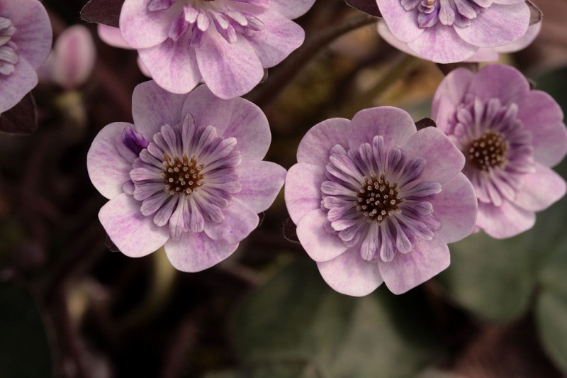 ����������ʤӤ㤯��ˡס����ʺ��