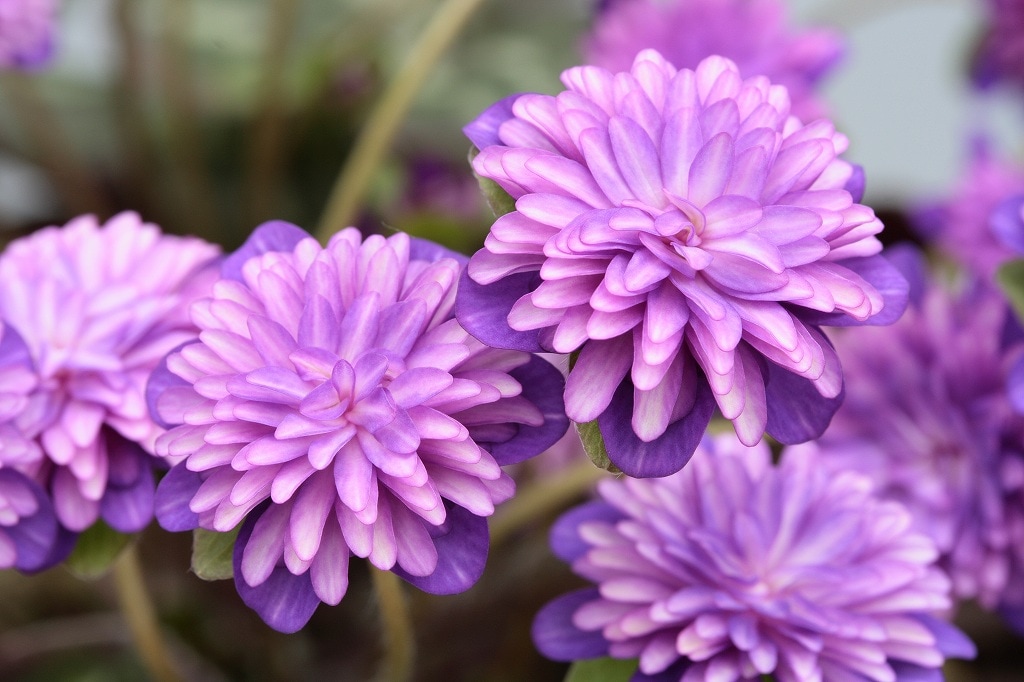 雪割草「八重寿（やえす）」（千重咲） | 雪割草・千重咲 | ササヌマ