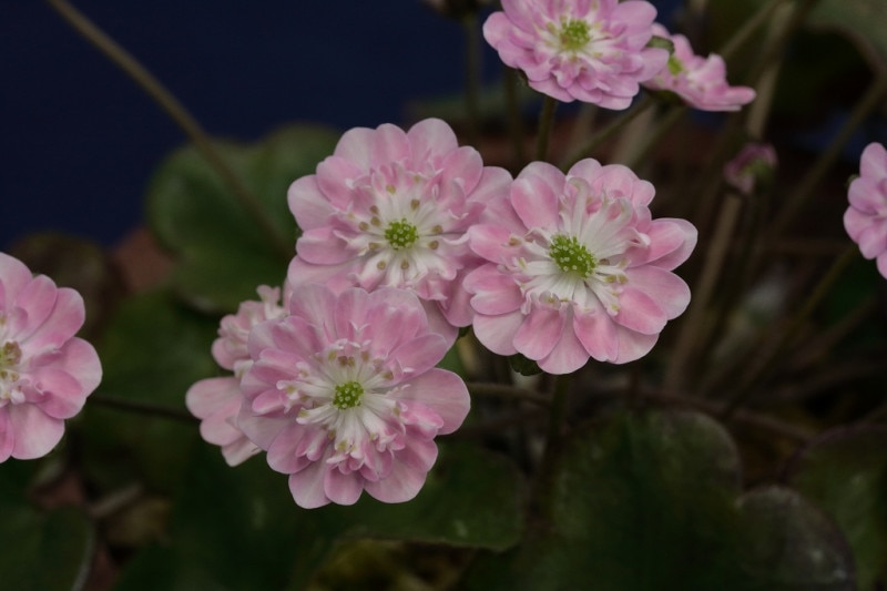 ����������ʤ椭������ˡס����Һ��