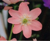 �����ֱ۸����͡ʤ������Ӥ���ˡס�ɸ��֡�