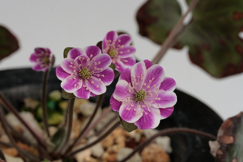 �����ֺ����ʤ����ۤ��ˡס�ɸ��֡�