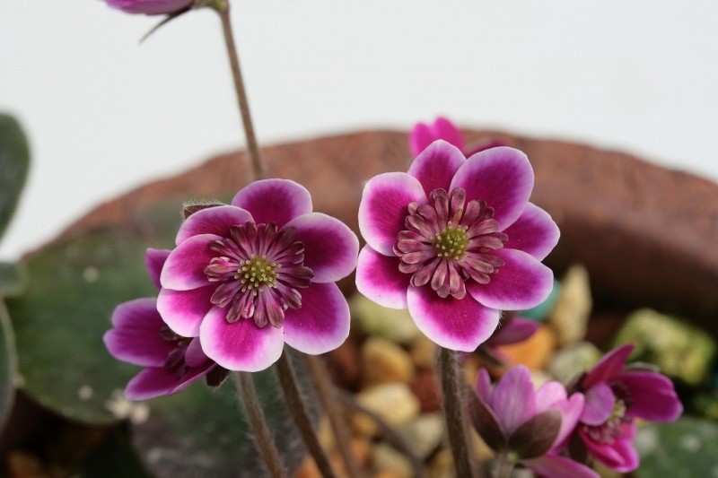 �������ηä��ءʤ����Τ�ˡס����ʺ��