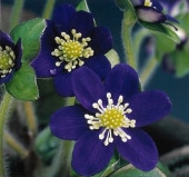 �����ַ��ġʤ��󤸤礦�ˡס�ɸ��֡�