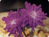 �������ı��θ��ʤ�������ΤҤ���ˡס���Һ��