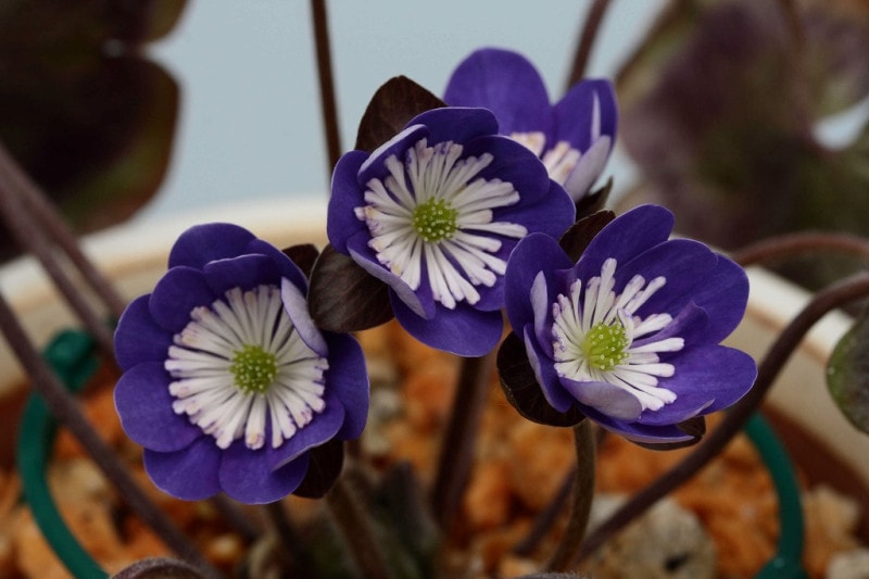 �����ַ�β��ʤĤ��Τߤ�ӡˡס����ʺ��