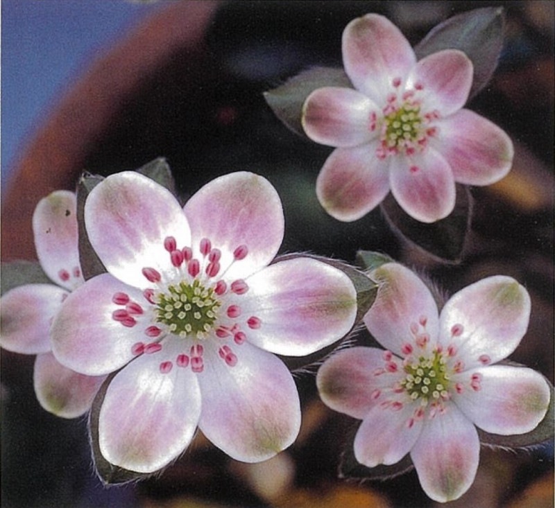 �����ֶ̺��ʤ��ޤ�����ˡס�ɸ��֡�