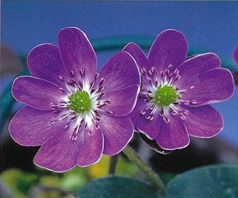 �������㡹ɱ�ʤ������Ҥ�ˡס�ɸ��֡�