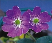 �������㡹ɱ�ʤ������Ҥ�ˡס�ɸ��֡�