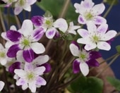 ���������ФνաʤߤȤ��ΤϤ�ˡס�ɸ��֡�