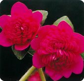 ����������ʤ���������ˡס���ź��