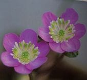 ������ŷ�����ʤƤ�ˤ礫��ˡס����ʺ��