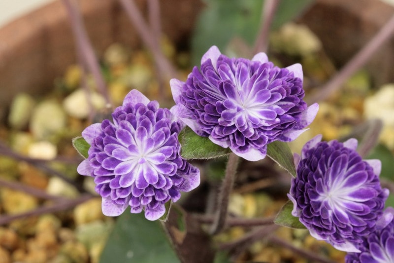 ���������¤������ʤ줤��Τۤ����ˡס���ź��