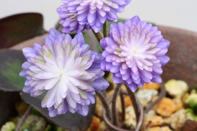 �����ֺ����ʤ������ˡס���ź��