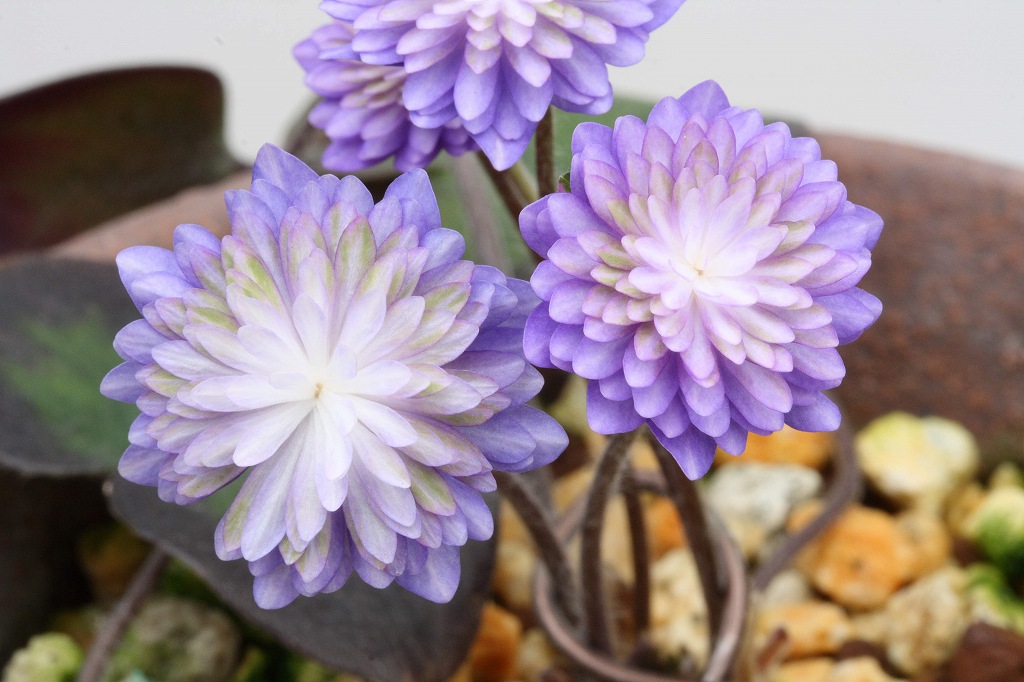 雪割草「佐助（さすけ）」（千重咲） | 雪割草・千重咲 | ササヌマ園芸