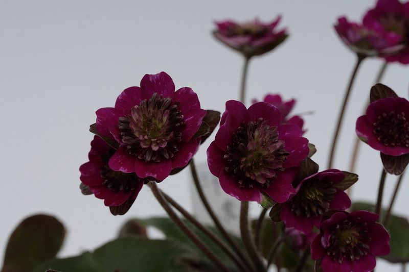 �����ְ��α�ʤ����Τ��Ρˡסʻ��ʺ��