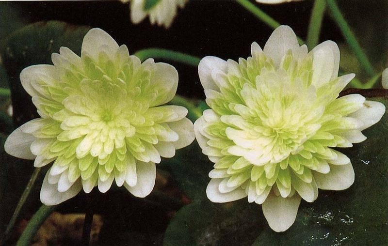 �����������ʤ����դ��ˡס���ź��