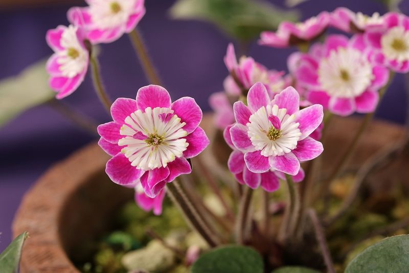 �����ֽդξФߡʤϤ�Τ��ߡˡס����ʺ��