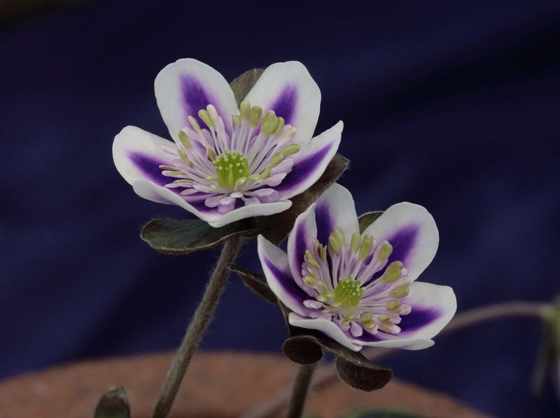 ���������θ��ʤۤ��ΤҤ���ˡס����ʺ��