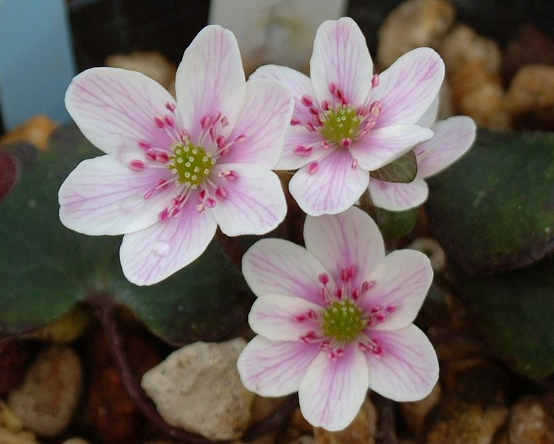 �����ֺ��Ͼ�Į�ʤ��ɤ��ޤ��ˡס�ɸ��֡�