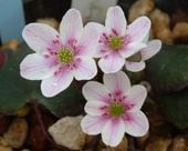 ֺϾĮʤɤޤˡסɸ֡