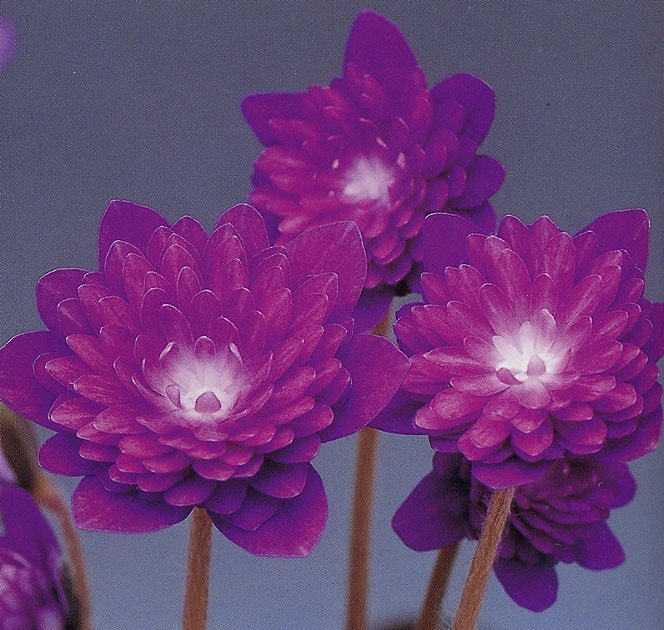 ������ŷ���֡ʤƤ󤷤Ϥ��ˡס���ź��