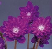 ������ŷ���֡ʤƤ󤷤Ϥ��ˡס���ź��