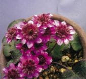 �����־����ʤ��礦�Ȥ��ˡסʻ��ʺ��