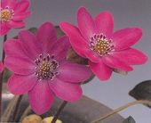 ������Ȼ�͡ʤϤ�ȡˡס�ɸ��֡�