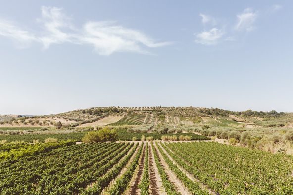 L'Abate Primitivo Matera DOP