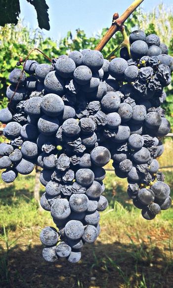 L'Abate Primitivo Matera DOP