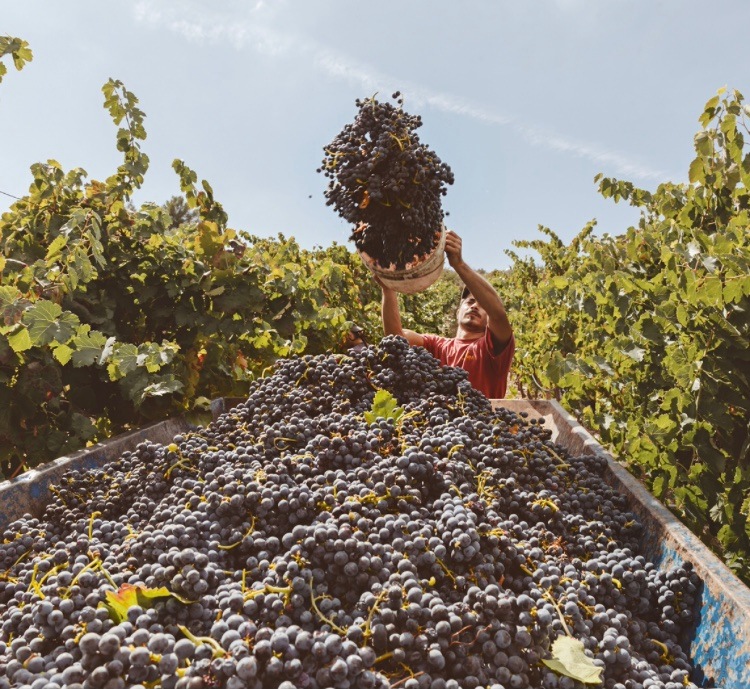 L'Abate Primitivo Matera DOP