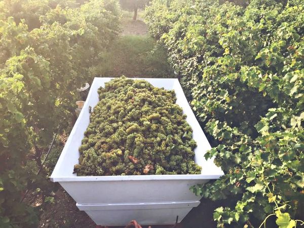 Serenella Greco Matera DOP