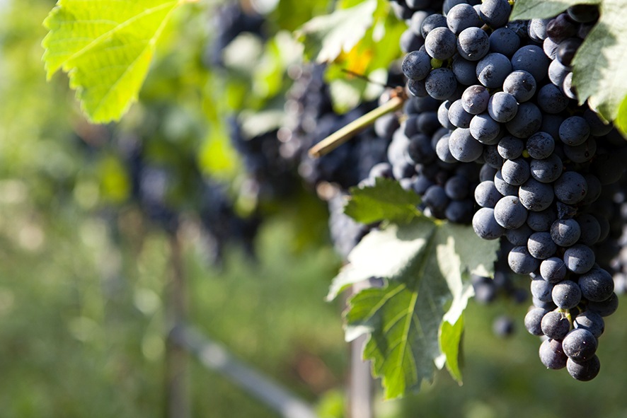 Camporeale Falanghina IGT